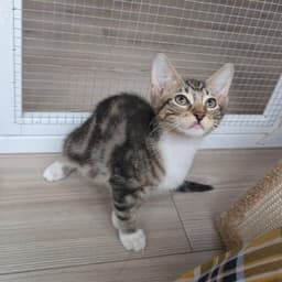 Rootbeer -Male Kitten image 4