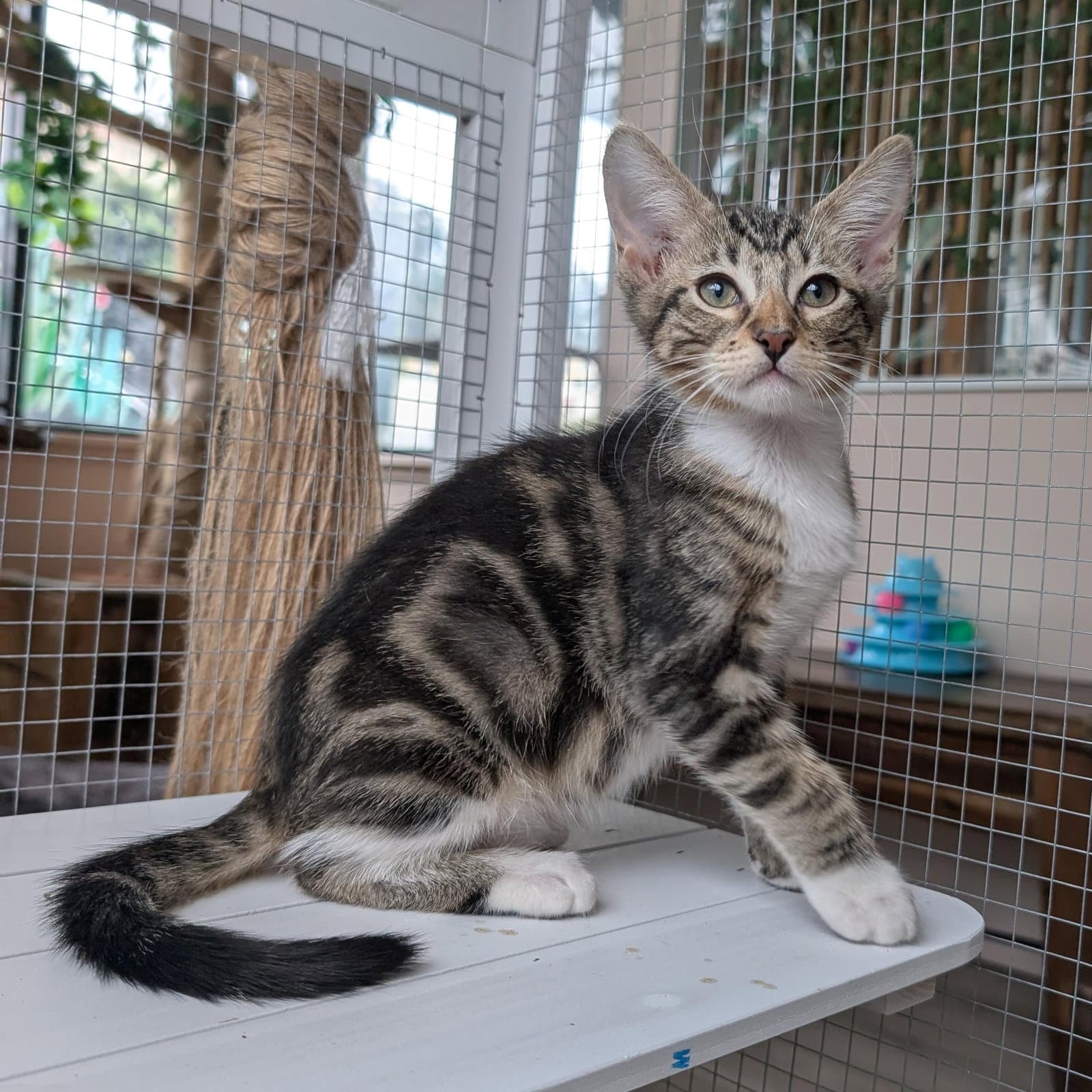 Rootbeer -Male Kitten - Tabby