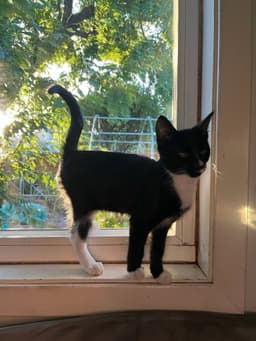Kimmi - Male Kitten image 2