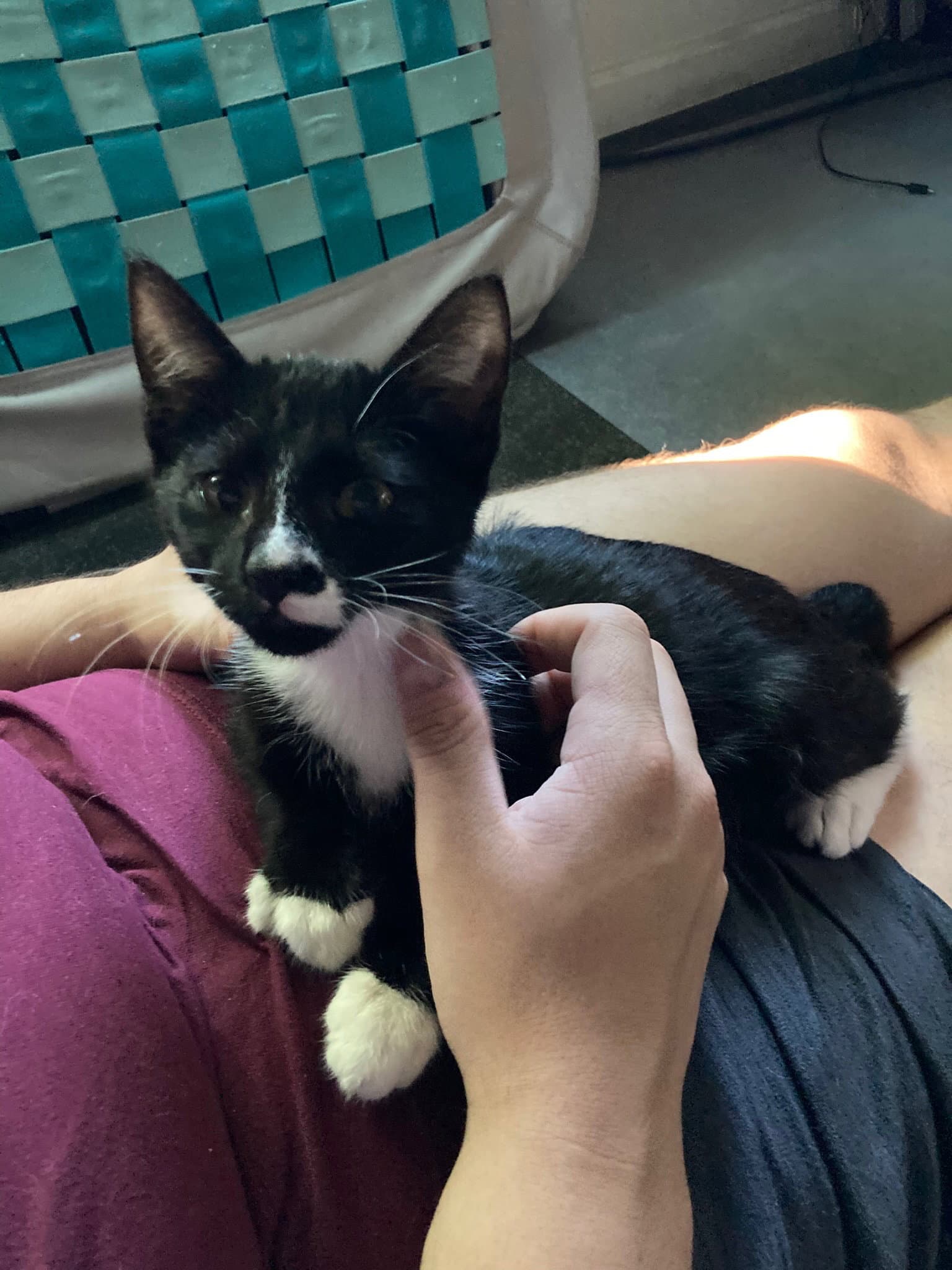Kimmi - Male Kitten - Tuxedo