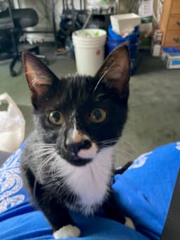Kimmi - Male Kitten image 4