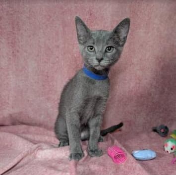 Valkyrie - Female Kitten - Domestic Short Hair