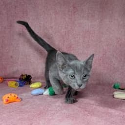 Valkyrie - Female Kitten image 2