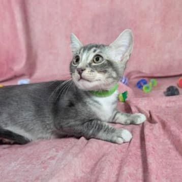 Ronan - Male Kitten - Tabby