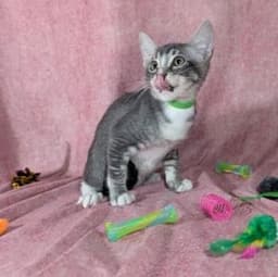 Ronan - Male Kitten image 3
