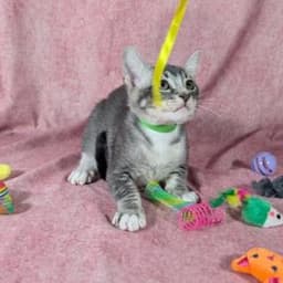 Ronan - Male Kitten image 4