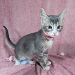 Odin - Male Kitten image 1