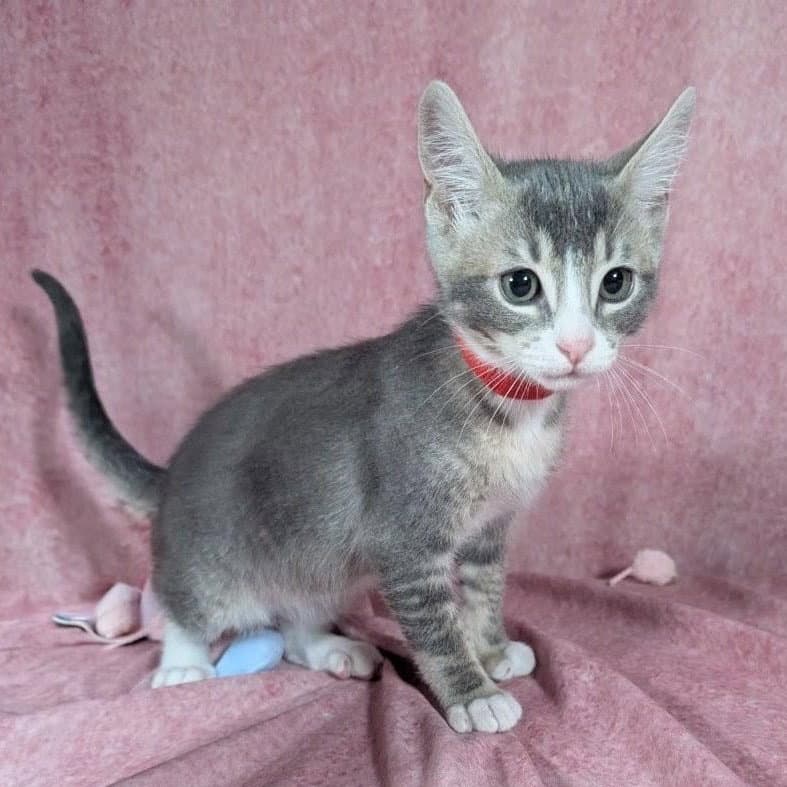 Odin - Male Kitten - Tabby