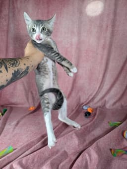 Odin - Male Kitten image 4