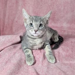 Denali - Female Kitten image 1