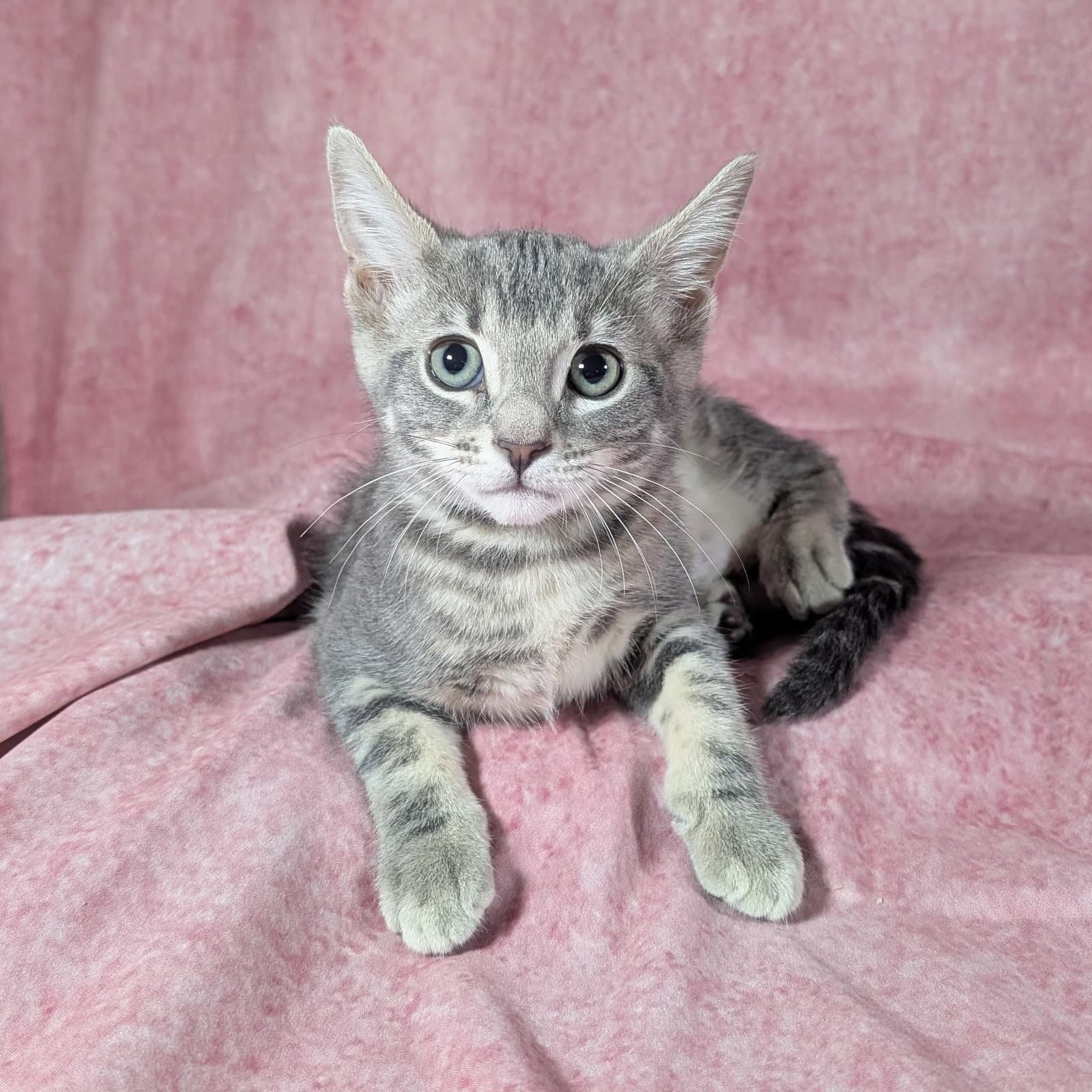 Denali - Female Kitten - Tabby