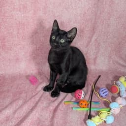 Loki - Male Kitten image 1