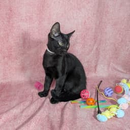Loki - Male Kitten image 2