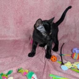 Loki - Male Kitten image 3