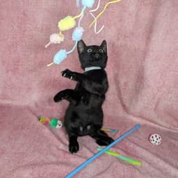 Loki - Male Kitten image 4