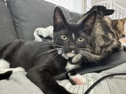 Chip - Male Kitten image 1