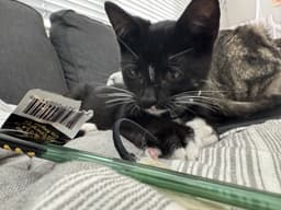 Chip - Male Kitten image 2