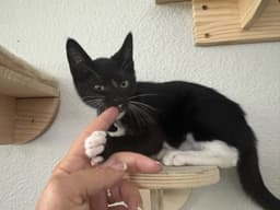 Chip - Male Kitten image 3