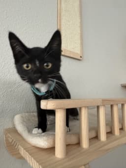 Chip - Male Kitten image 4
