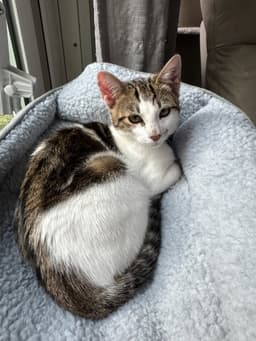 Kaddu - Teen Kitten image 1