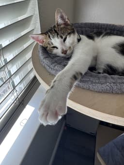 Kaddu - Teen Kitten image 2