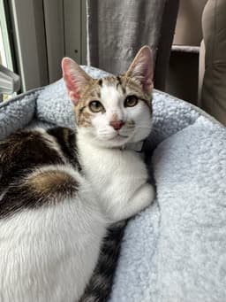Kaddu - Teen Kitten image 3