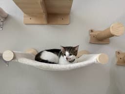 Kaddu - Teen Kitten image 4
