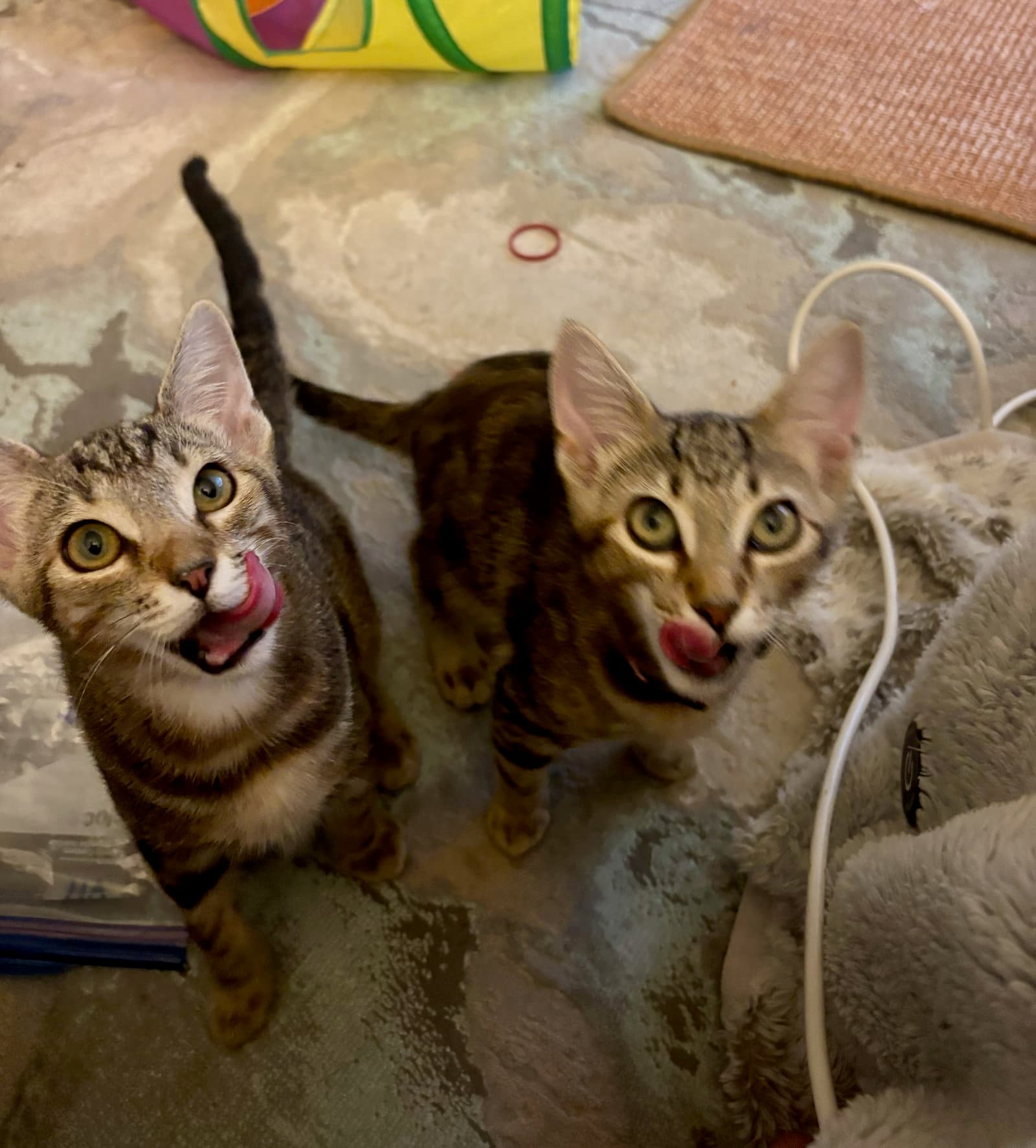 Ron  Ruby - Bonded Siblings - Tabby