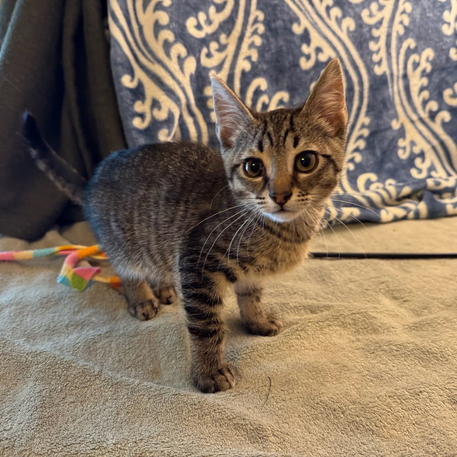 Julius - Male Kitten - Tabby