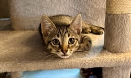 Julius - Male Kitten image 2
