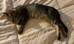 Julius - Male Kitten image 4