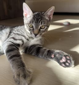 Ronaldo - Male Kitten image 2