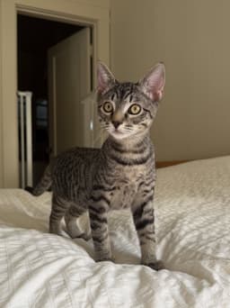 Ronaldo - Male Kitten image 1