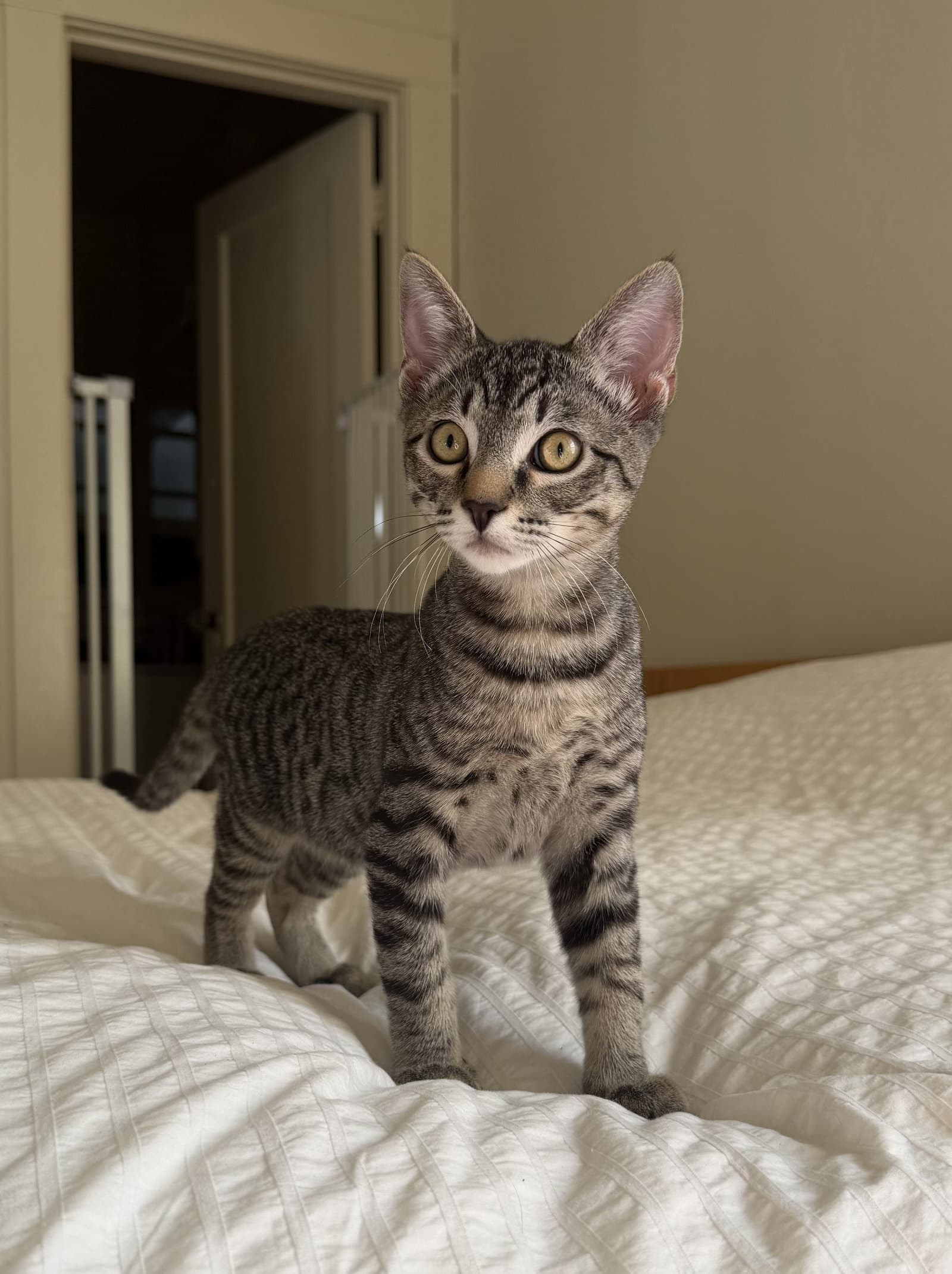 Ronaldo - Male Kitten - Tabby