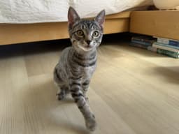 Ronaldo - Male Kitten image 3