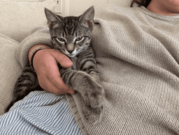 Ronaldo - Male Kitten image 4