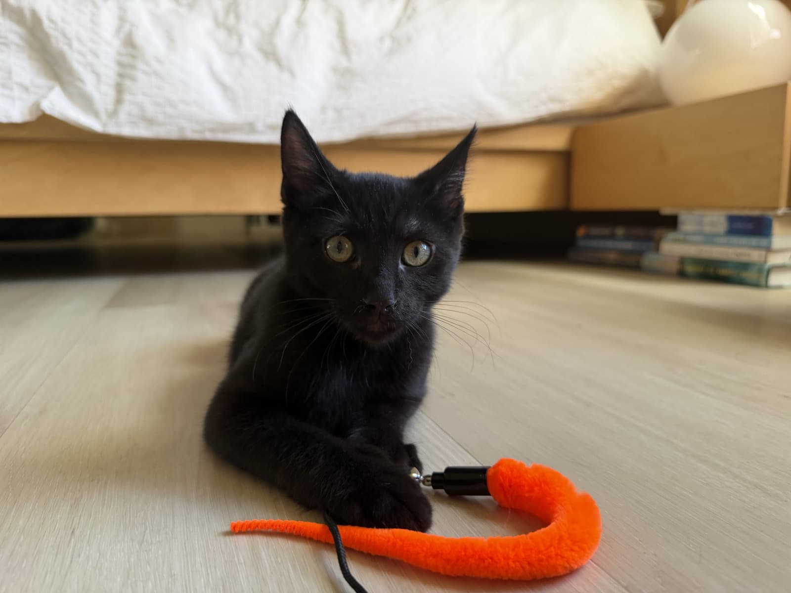 Kylian - Male Kitten - Domestic Short Hair