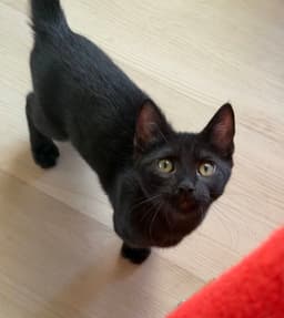 Kylian - Male Kitten image 2