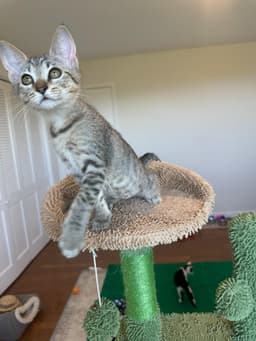 Bianca - Female Kitten image 1