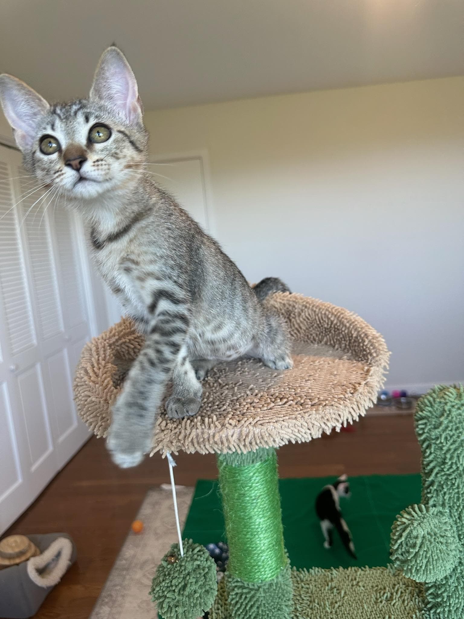 Bianca - Female Kitten - Tabby