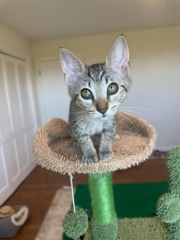 Bianca - Female Kitten image 3