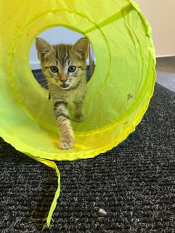 Bianca - Female Kitten image 2