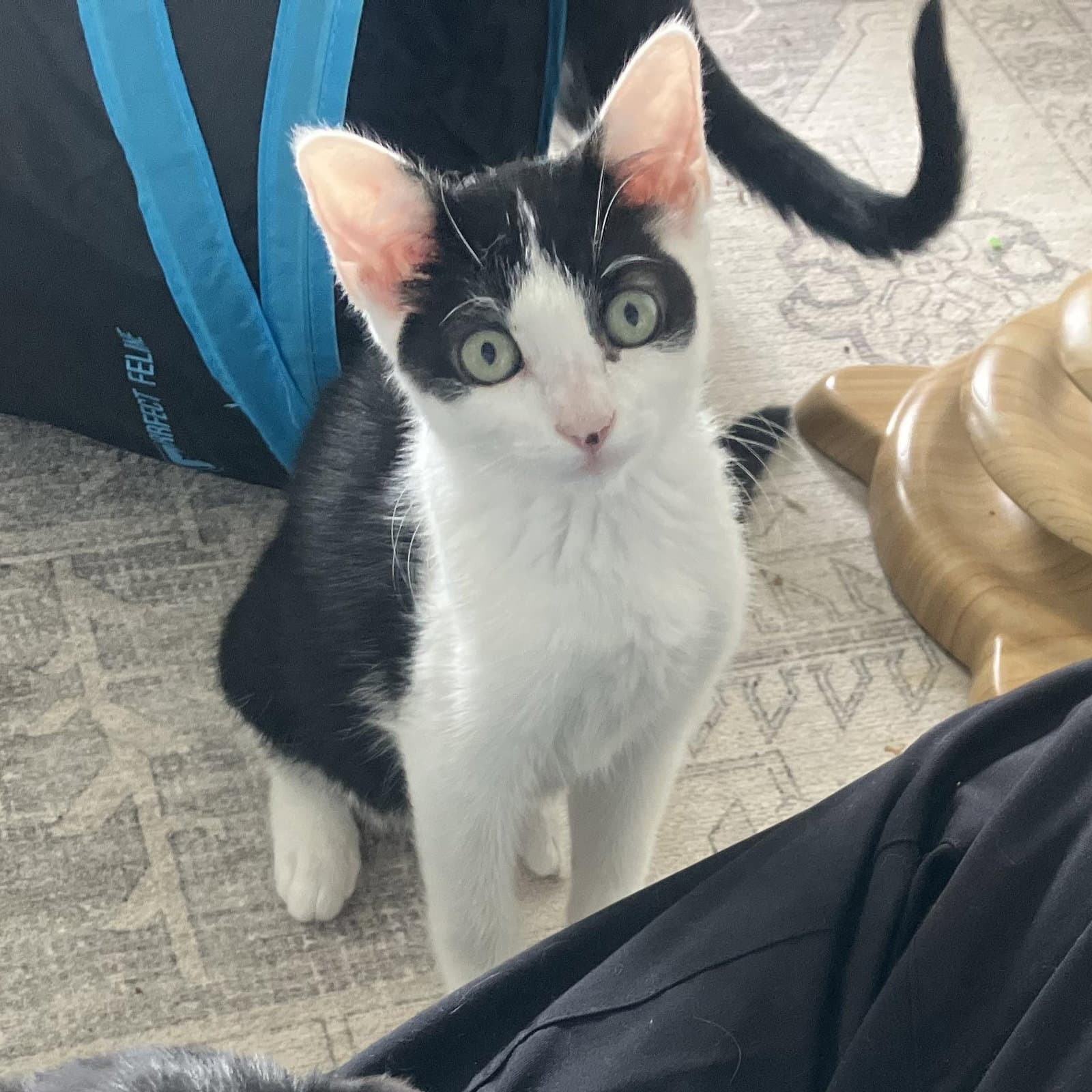 Huntress - Female Kitten - Domestic Short Hair