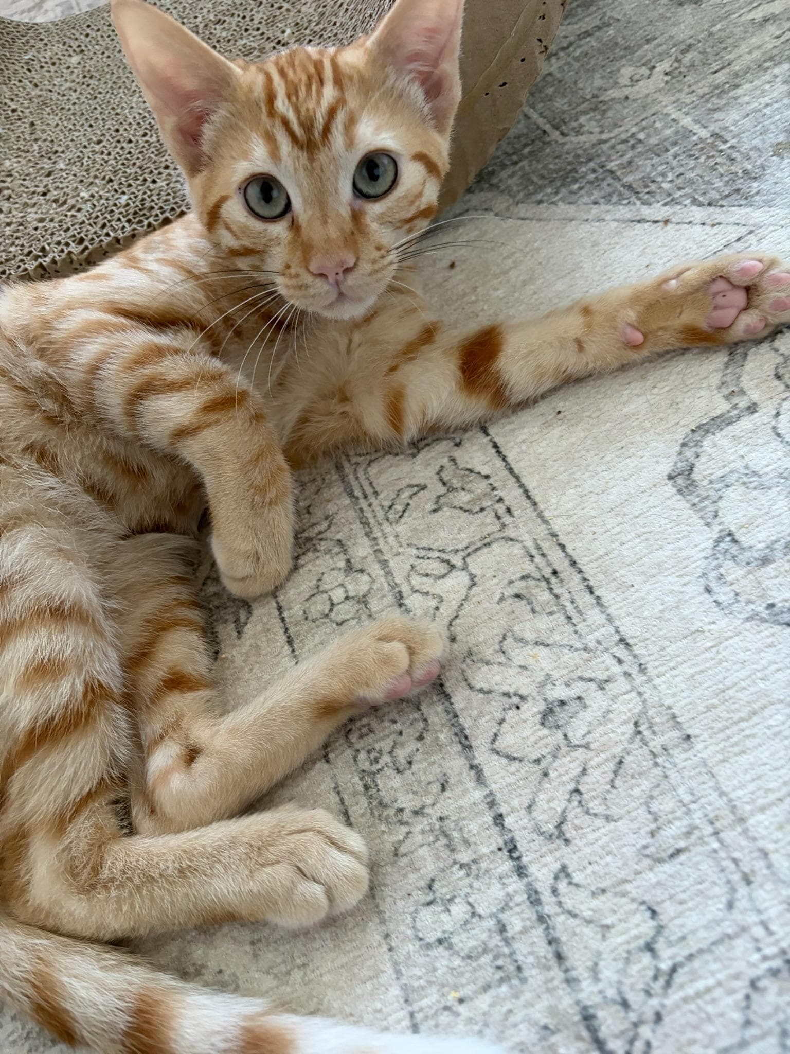 Ricky - Male Kitten - Tabby