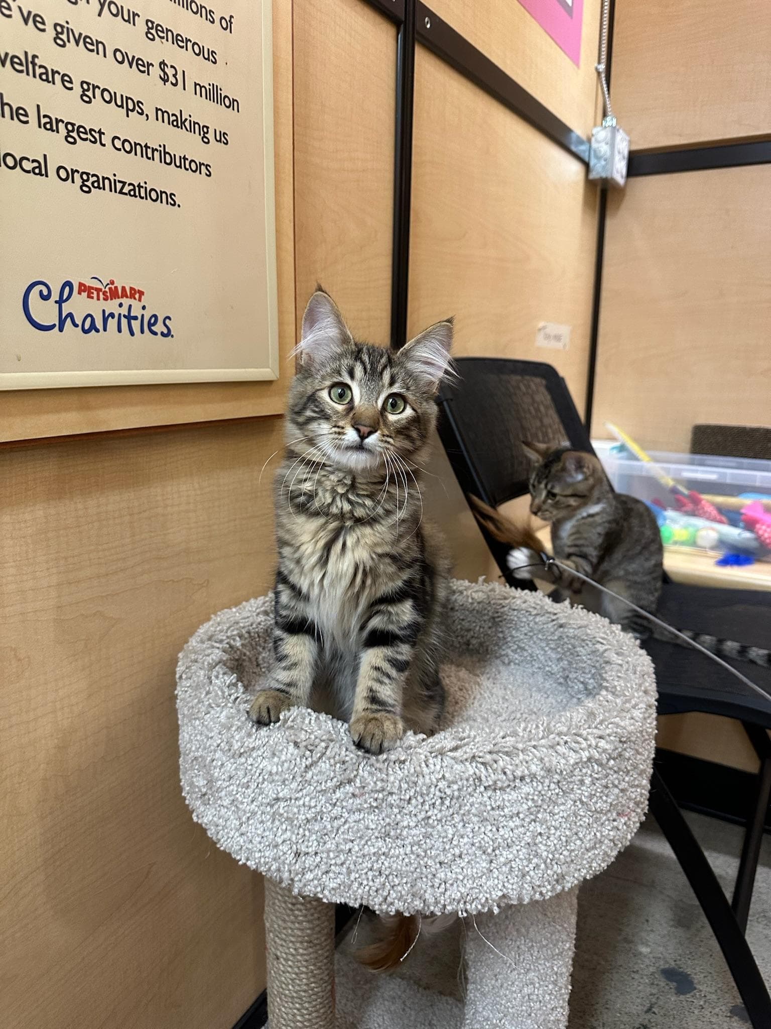 Carlos - Male Kitten - Tabby