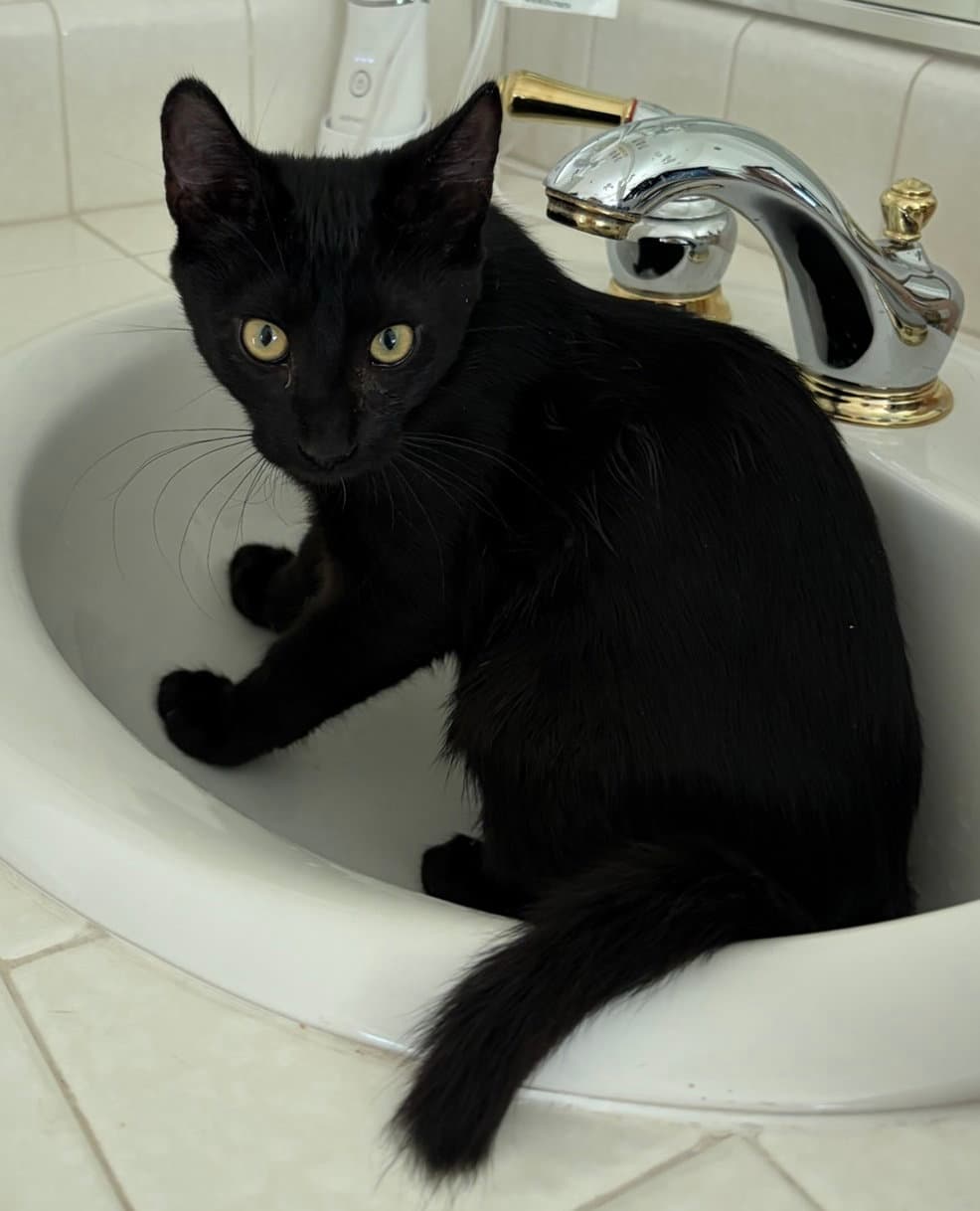 Tegi - Male Teen Kitten - Domestic Medium Hair