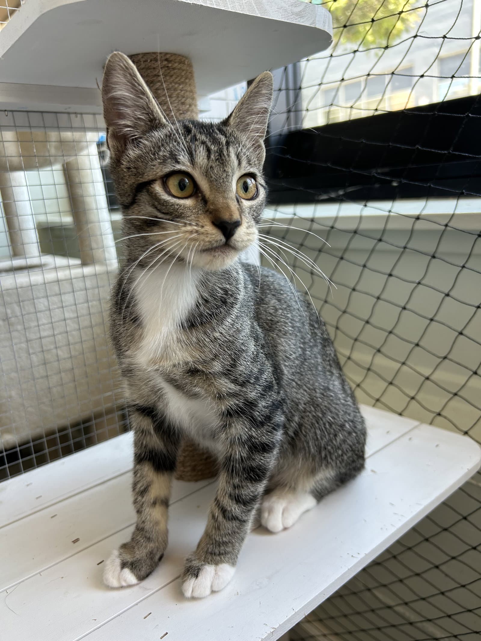 Camilla - Teen Female Kitten - Tabby