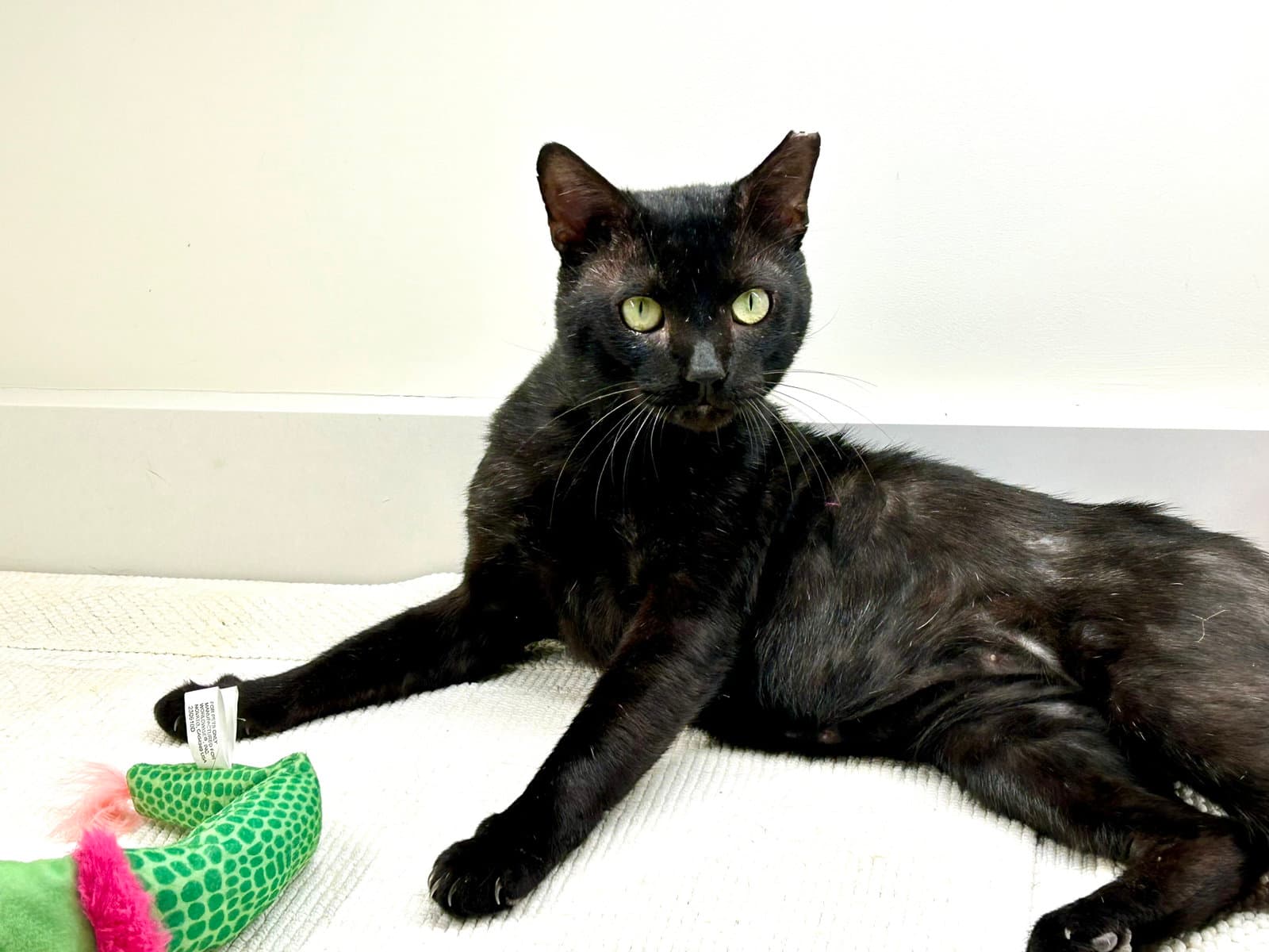 Braveheart - Domestic Short Hair