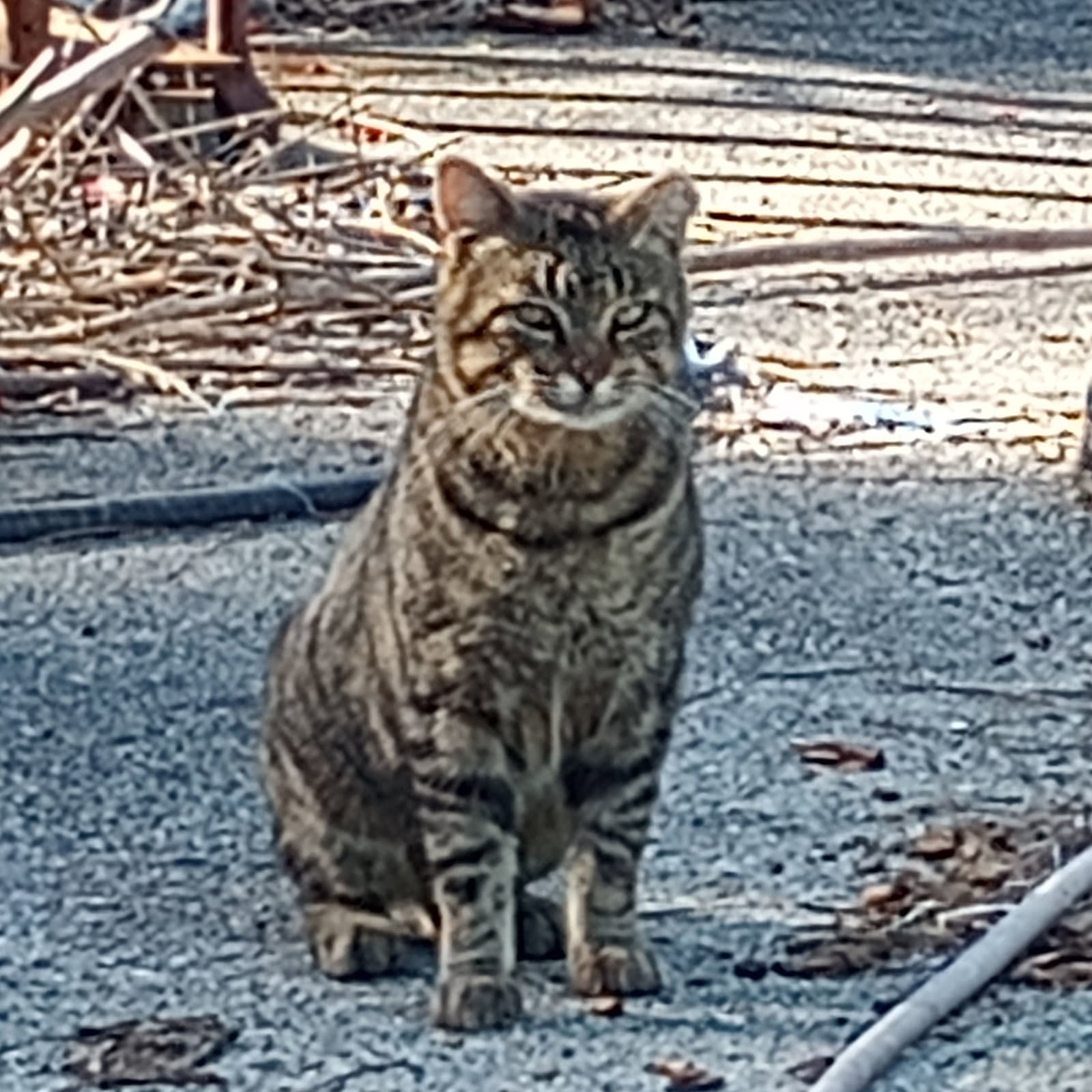 June - Domestic Short Hair