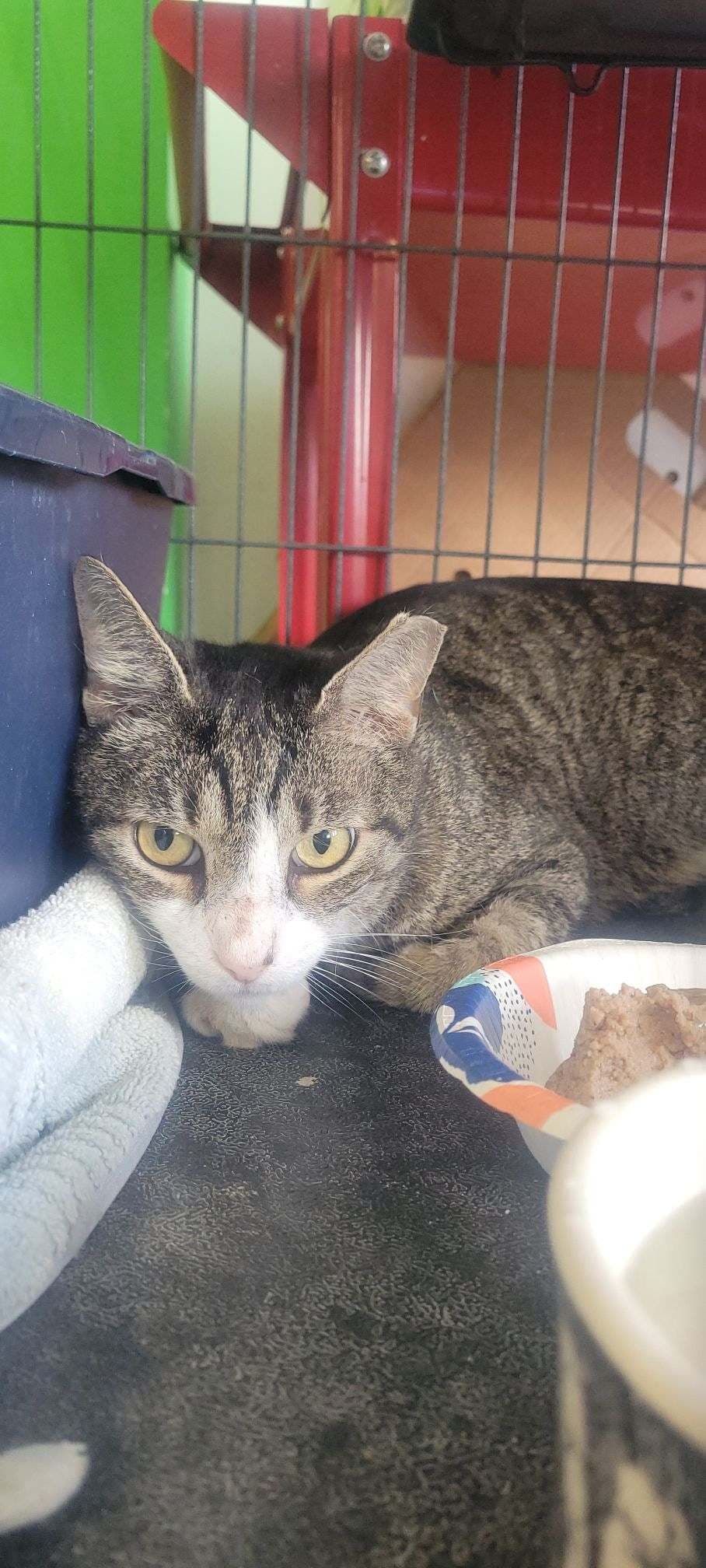 Apple Jax - Domestic Short Hair